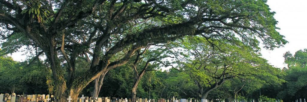 trees of penang header